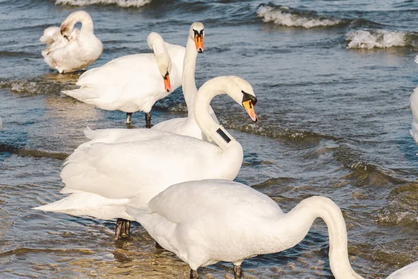 Лебеди Чайки Балтийском Море Зимой Спот Город Польша Многие Морские — стоковое фото