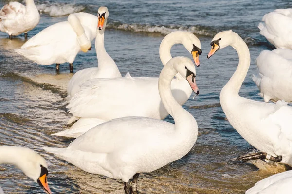 冬季在波罗的海沿岸的天鹅和海鸥 地点是波兰城市 饥饿的野生海鸥和天鹅争夺食物 位于格但斯克波罗的海的天鹅 水壶中的码头 — 图库照片