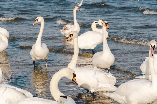 Cisnes Gaviotas Playa Del Mar Báltico Sopot Polonia Las Aves — Foto de Stock