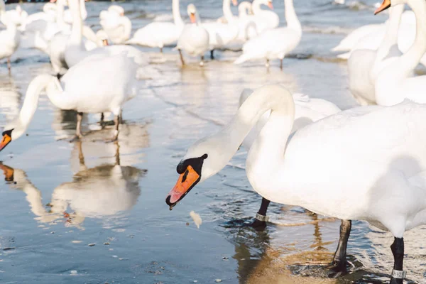 冬季在波罗的海上的天鹅和海鸥 点缀波兰城 许多海鸟 海鸥和天鹅都在海岸附近吃东西 许多鸟在海滨 野生动物图片 户外水鸟概念 — 图库照片