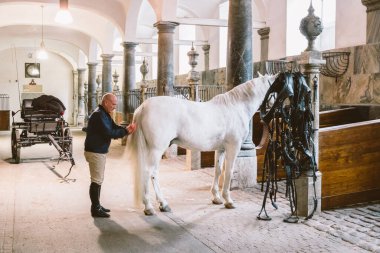 20 Şubat 2019. Danimarka Kraliyet Ahırı Kopenhag bölgesi Christiansborg Yuvası. Muhteşem at kuyruğunu tarayan bir adam. Damızlık at fırçalayan bir adam. At kıllarıyla ilgilenen işçi..