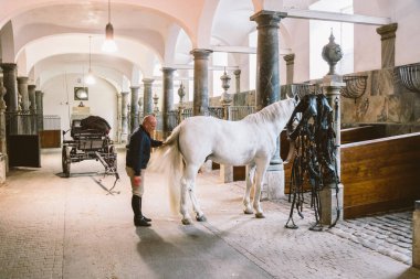20 Şubat 2019. Danimarka Kraliyet Ahırı Kopenhag bölgesi Christiansborg Yuvası. Muhteşem at kuyruğunu tarayan bir adam. Damızlık at fırçalayan bir adam. At kıllarıyla ilgilenen işçi..