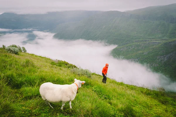 北威山上的女徒步旅行者 绵羊附近的雨天 游客和牛群在山上清场 北方在雾中北上 探索斯堪的纳维亚半岛的自然 — 图库照片