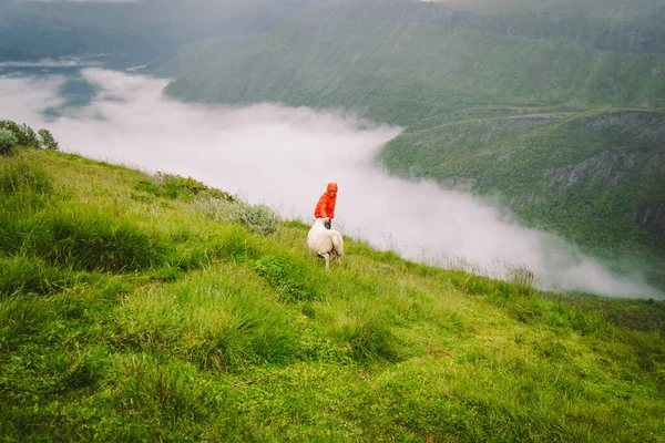 北威山上的女徒步旅行者 绵羊附近的雨天 游客和牛群在山上清场 北方在雾中北上 探索斯堪的纳维亚半岛的自然 — 图库照片