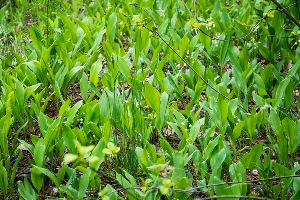 Lily Doliny Lesie Zbliżenie Lilii Dolinie Lesie — Zdjęcie stockowe