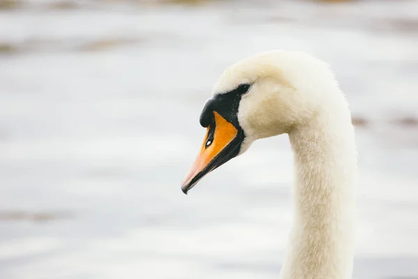 Cisne Río Moldava Cerca Del Puente Carlos Praga Hermoso Cisne — Foto de Stock