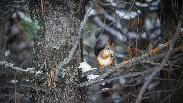 A squirrel with a mysterious look sits on a tree branch with its legs folded. In the background a winter coniferous forest.