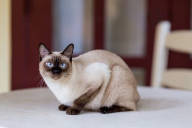 Siyam kedisi beyaz ve kahverengi gözlü beyaz masada oturuyor.