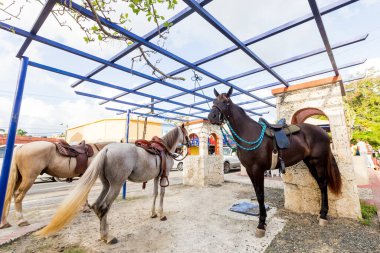 Ahırdaki kahverengi ve beyaz atlar 