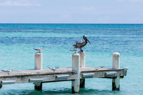 Pélican Mouettes Assis Jetée Dans Mer Des Caraïbes République Dominicaine — Photo