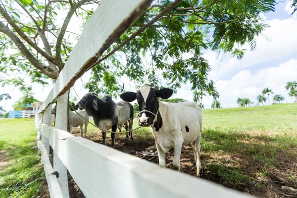 Коровы Стойле Пастбище Белым Забором Сельской Местности — стоковое фото