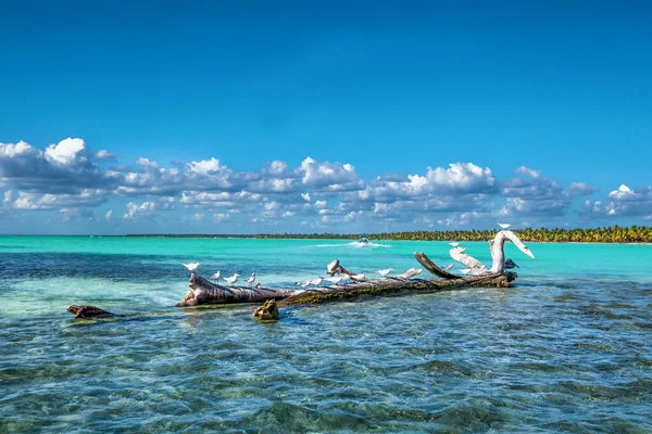 Mer Des Caraïbes Paysage République Dominicaine Avec Palmiers Plage Sable — Photo