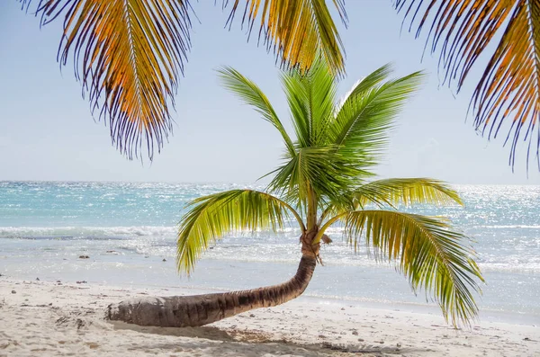 Mer Des Caraïbes Paysage République Dominicaine Avec Palmiers Plage Sable — Photo