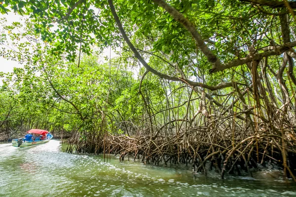 Mangroven Bomen Excursie Bij Rivier Mangroven Bos Dominicaanse Republiek Natuurlijk Stockfoto