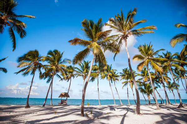 Mare Paesaggio Caraibico Repubblica Dominicana Con Palme Spiaggia Sabbiosa Montagne — Foto Stock