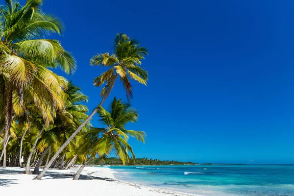 Mer Des Caraïbes Paysage République Dominicaine Avec Palmiers Plage Sable — Photo