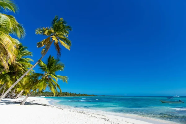 Mer Des Caraïbes Paysage République Dominicaine Avec Palmiers Plage Sable — Photo