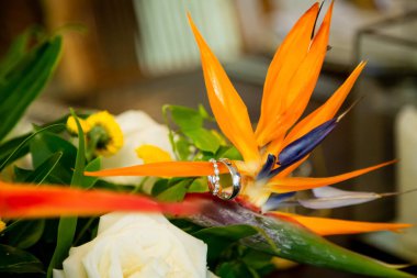 Alyanslar, Dominik Cumhuriyeti, Punta Cana 'daki kumlu kumsalda tropikal Karayipler için düzenlenen düğün aksesuarlarıyla donatılmış.