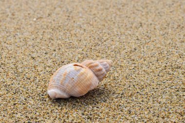 Kumsalda deniz kabuğu
