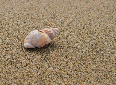 Kumsalda deniz kabuğu