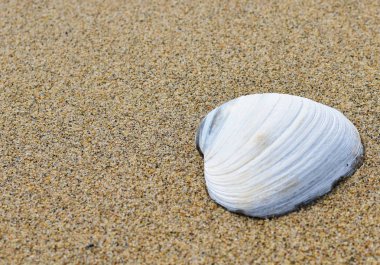 Kumsalda deniz kabuğu
