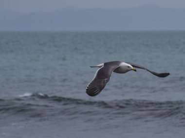 Kuş martı deniz üzerinde uçan