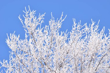 Beyaz Don ağaçlarda