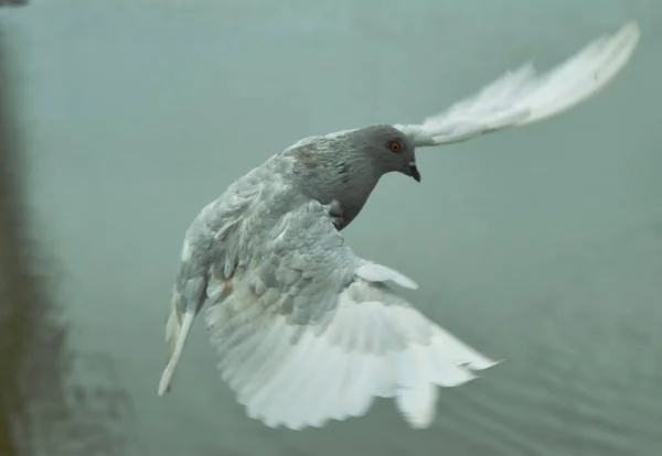 Taube mit ausgebreiteten Flügeln — Stockfoto