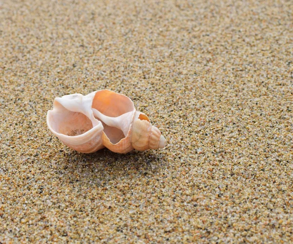 Sea shell on the sandy beach — Stock Photo, Image