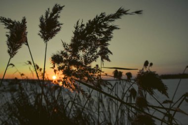 Kar üzerinde kuru ot