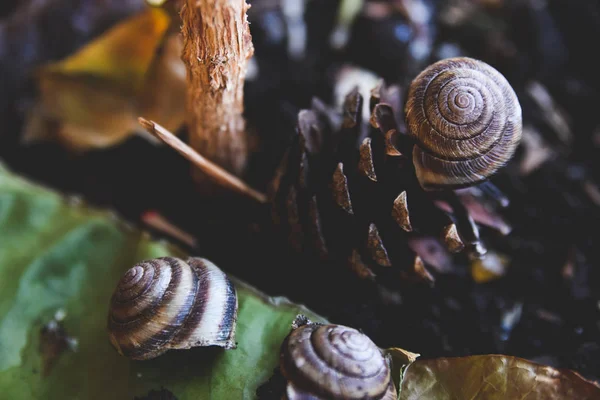 Lumaca giocare con un urto — Foto Stock