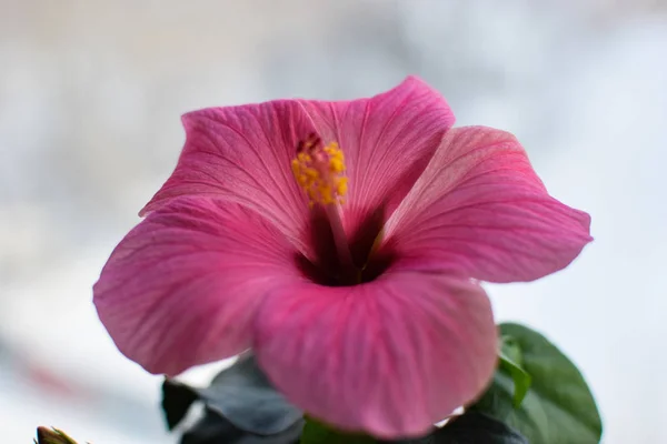Flor solitária bonita — Fotografia de Stock