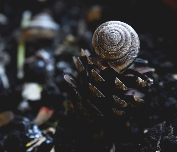 Beautiful home snails — Stock Photo, Image