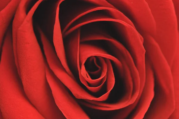 La rosa rossa è l'emblema dell'amore — Foto Stock