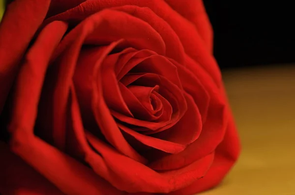 Rosa rossa emblema dell'amore — Foto Stock