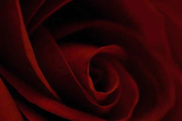 Rosa rossa emblema dell'amore — Foto Stock