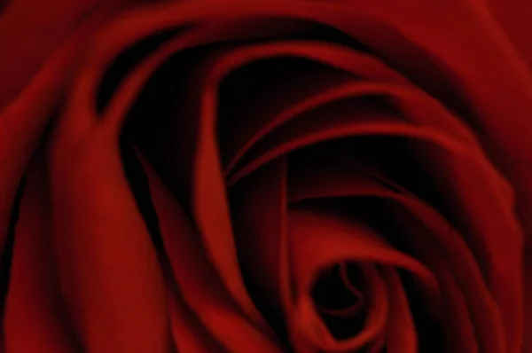 愛の赤いバラの紋章 — ストック写真