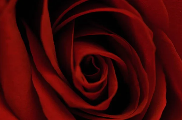 Rosa rossa emblema dell'amore — Foto Stock