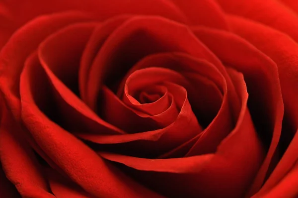 Rote Rose als Symbol der Liebe — Stockfoto