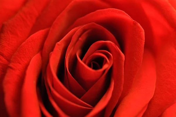 Rosa rossa emblema dell'amore — Foto Stock