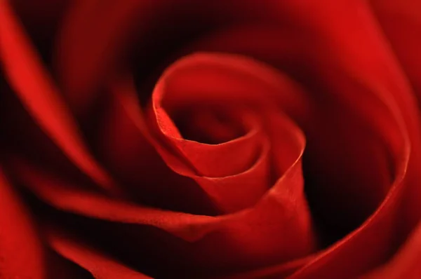 Rote Rose als Symbol der Liebe — Stockfoto
