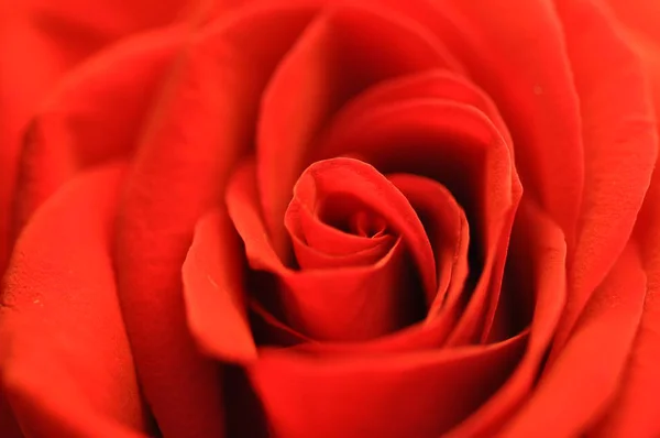 Rosa rossa emblema dell'amore — Foto Stock