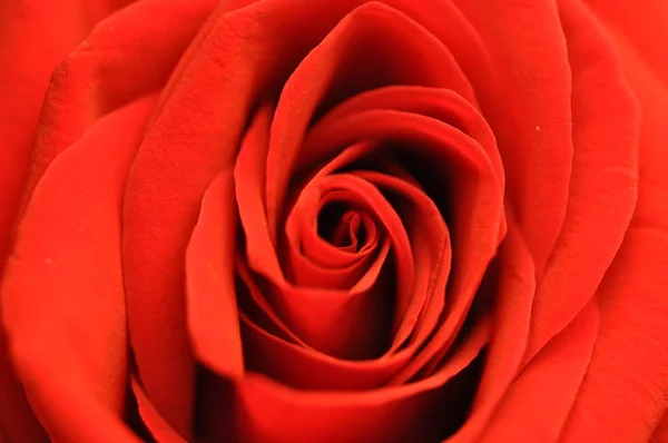 Red rose emblem of love — Stock Photo, Image