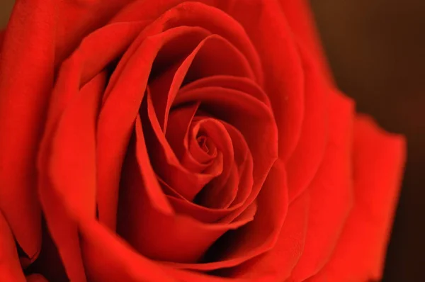 Rosa rossa emblema dell'amore — Foto Stock