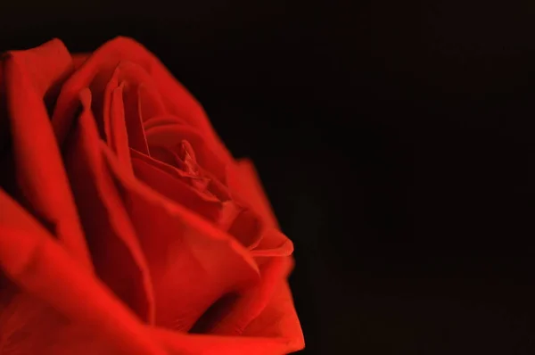 Rosa rossa emblema dell'amore — Foto Stock