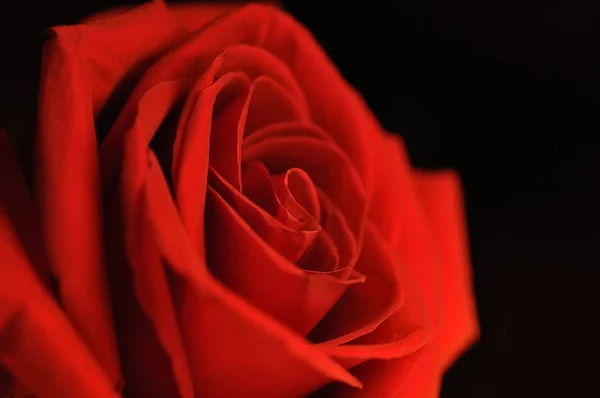 Rosa rossa emblema dell'amore — Foto Stock