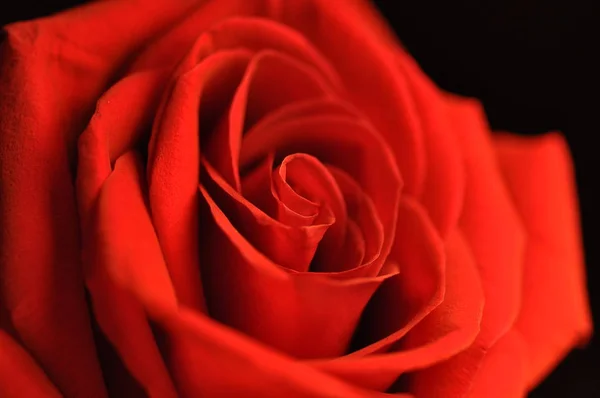 Rosa rossa emblema dell'amore — Foto Stock