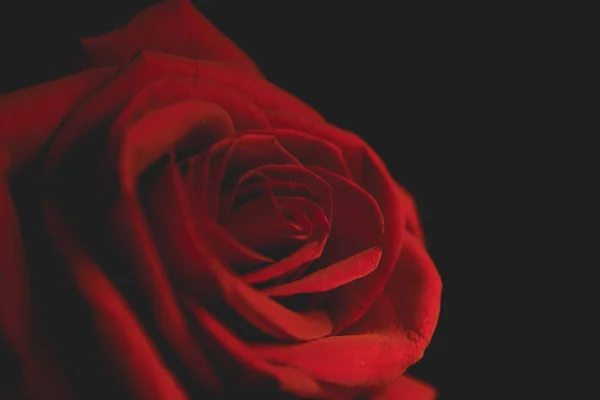 Scarlet rose on a black background — Stock Photo, Image