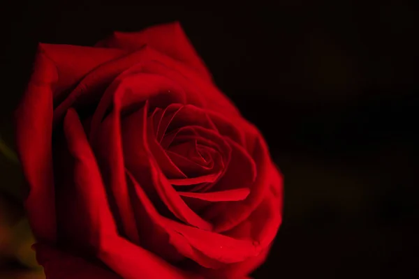 Scharlachrote Rose auf schwarzem Hintergrund — Stockfoto