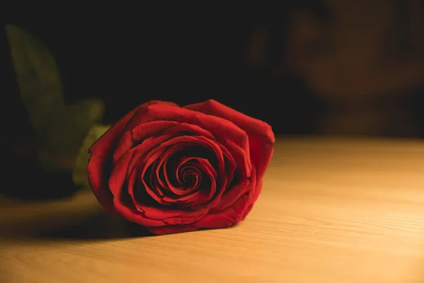 Rote einsame Rose auf dem Tisch — Stockfoto